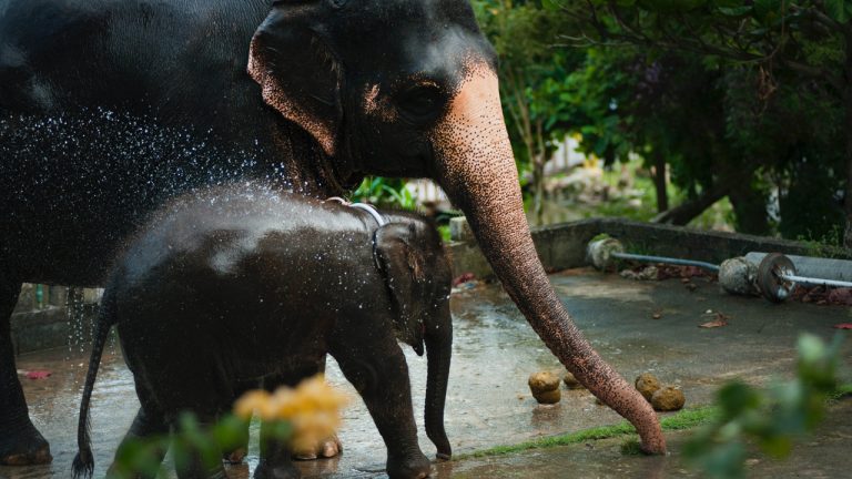 Những nơi tốt nhất để xem voi ở Thái Lan